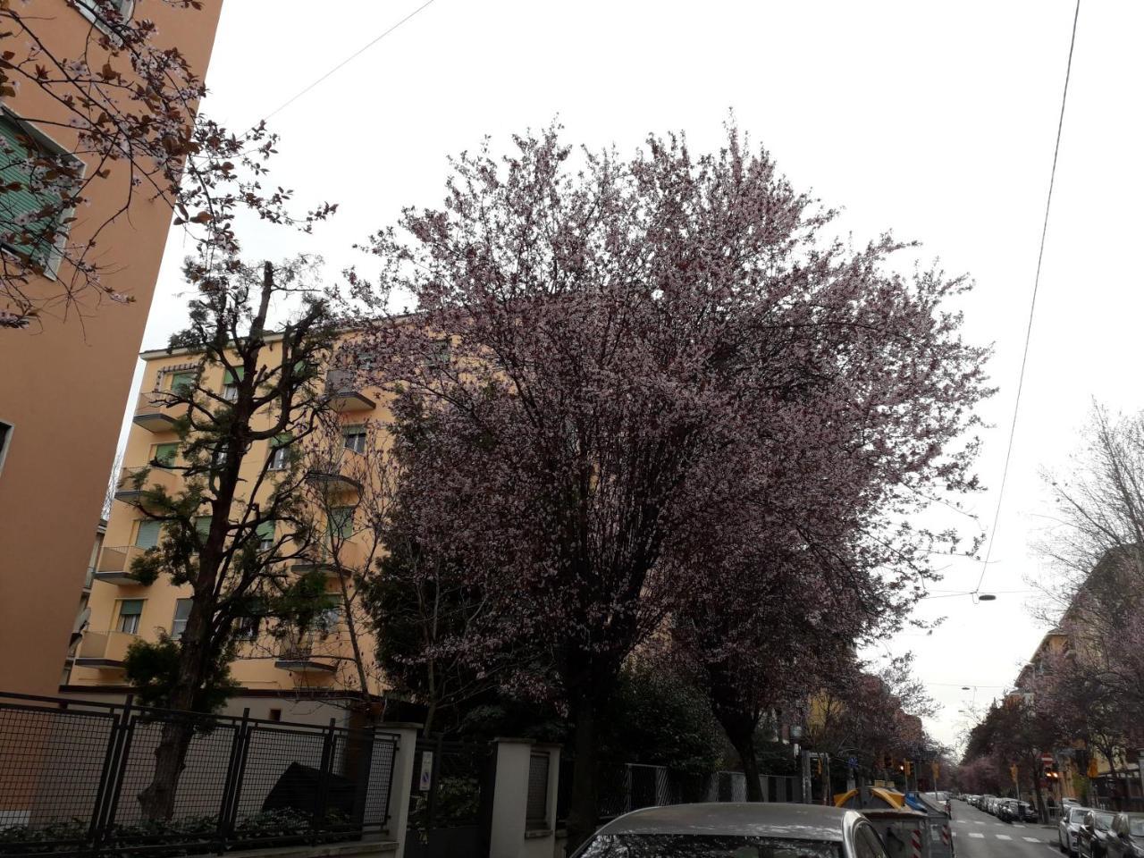 Sant'Orsola Bologna Appartamento Dış mekan fotoğraf